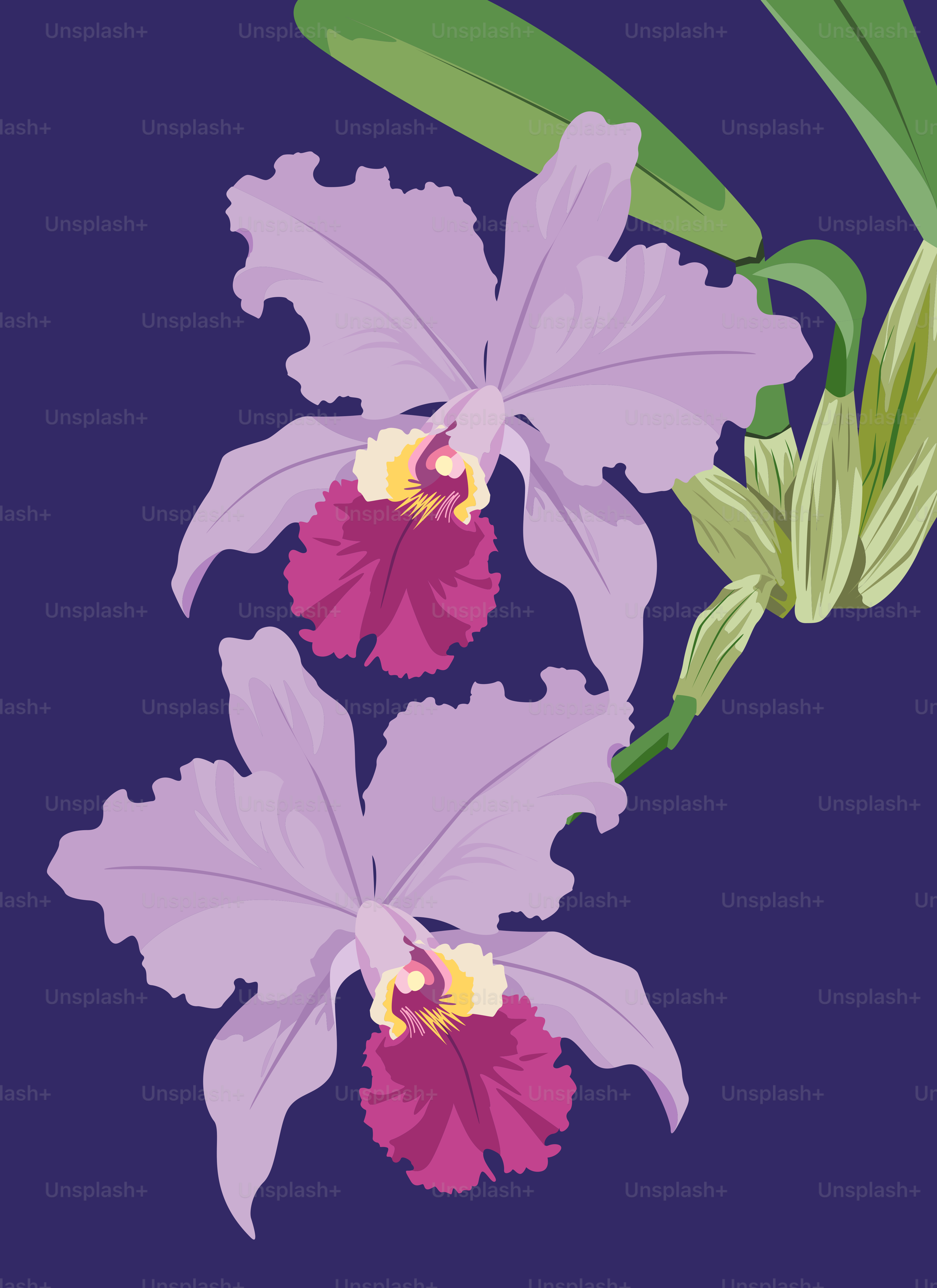 Zwei hellviolette Cattleya-Orchideen mit magentafarbenen Zentren vor dunkelblauem Hintergrund