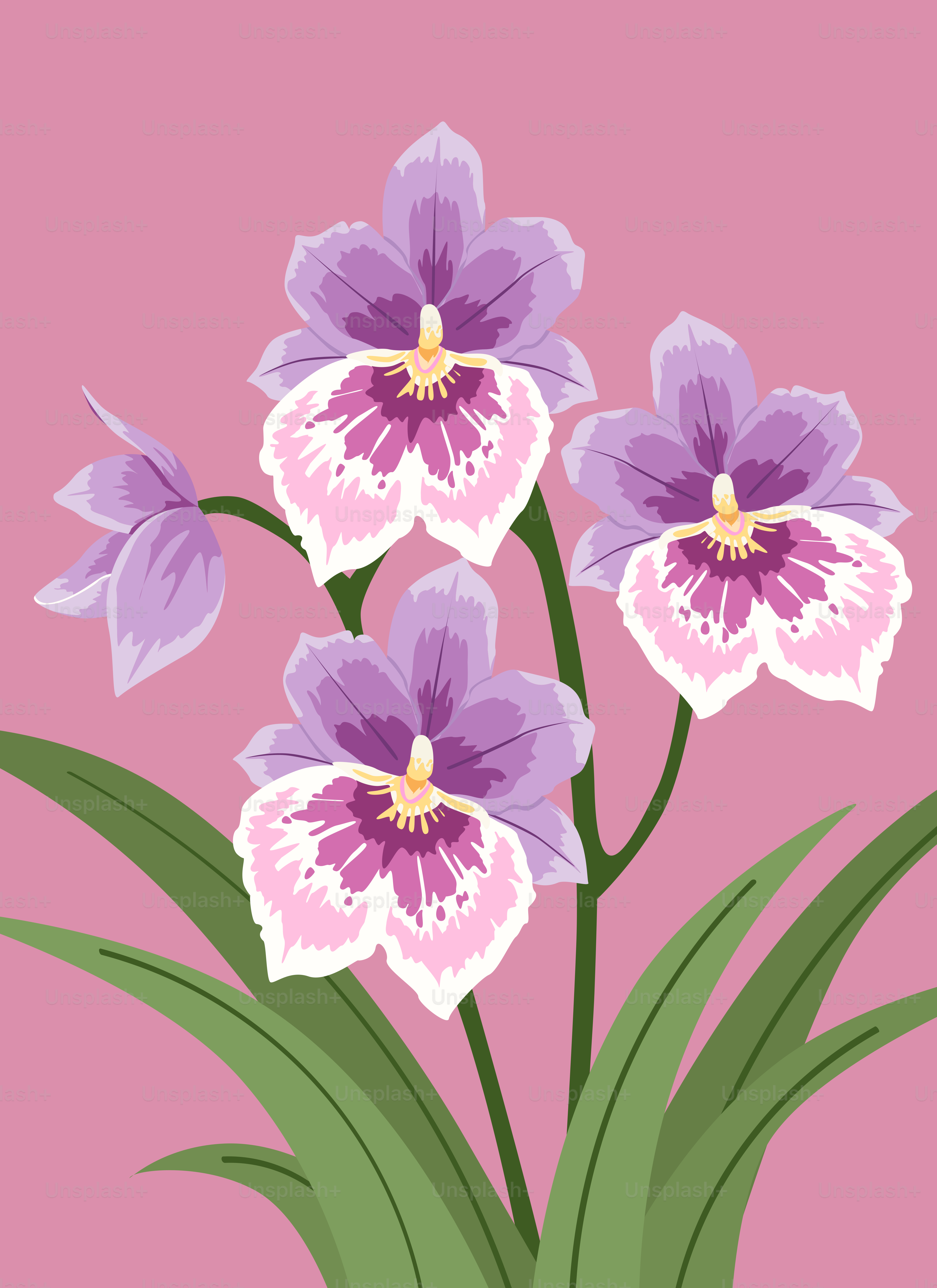 Drei violette und weiße Orchideenblüten mit grünen Blättern auf rosa Hintergrund