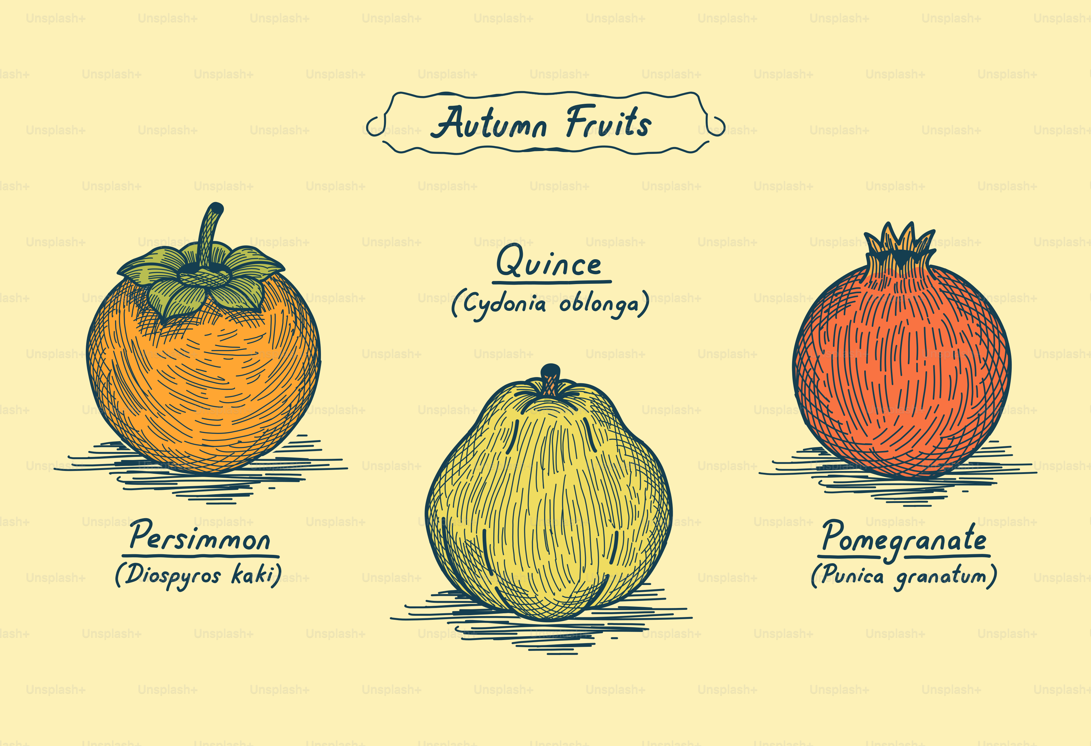 Un cachi, una cotogna e un melograno disegnati in stile botanico vintage