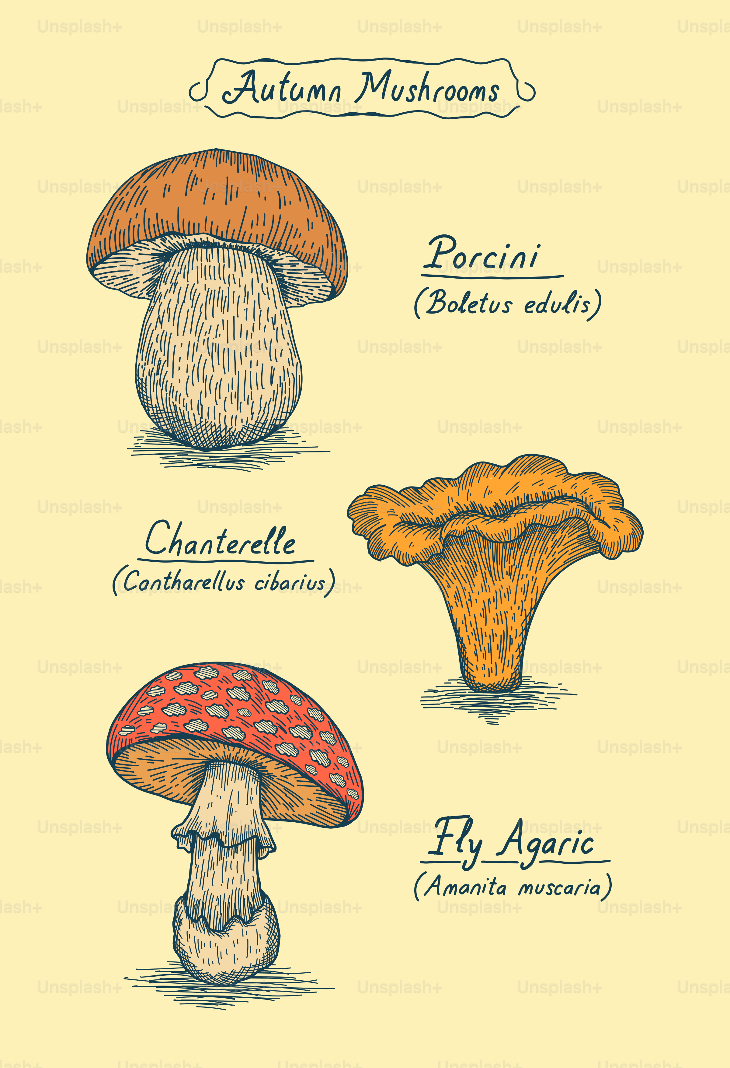 A vintage style botanical chart of porcini, chanterelle, and fly agaric mushrooms