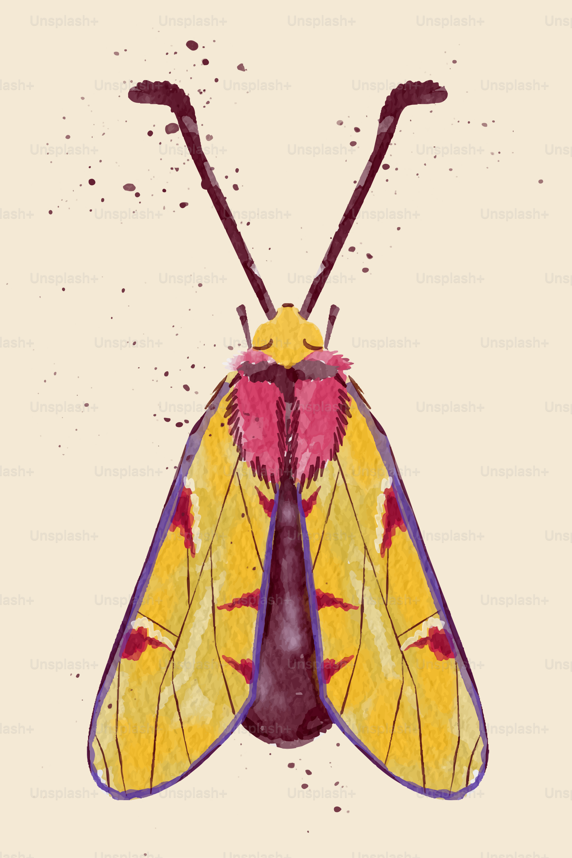 A yellow moth with pink accents and dark purple markings on a beige background