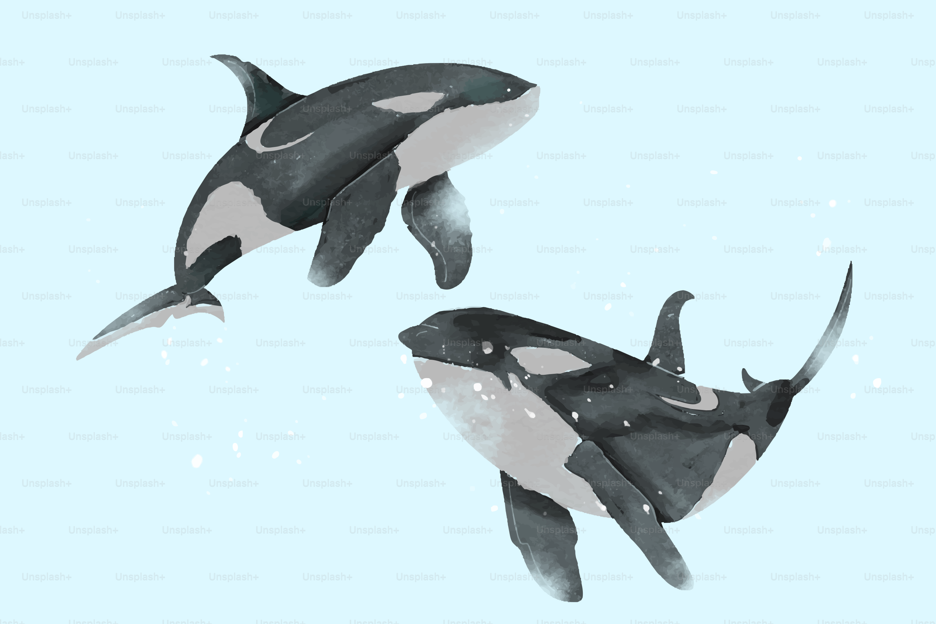 Two orcas swimming against a light blue background