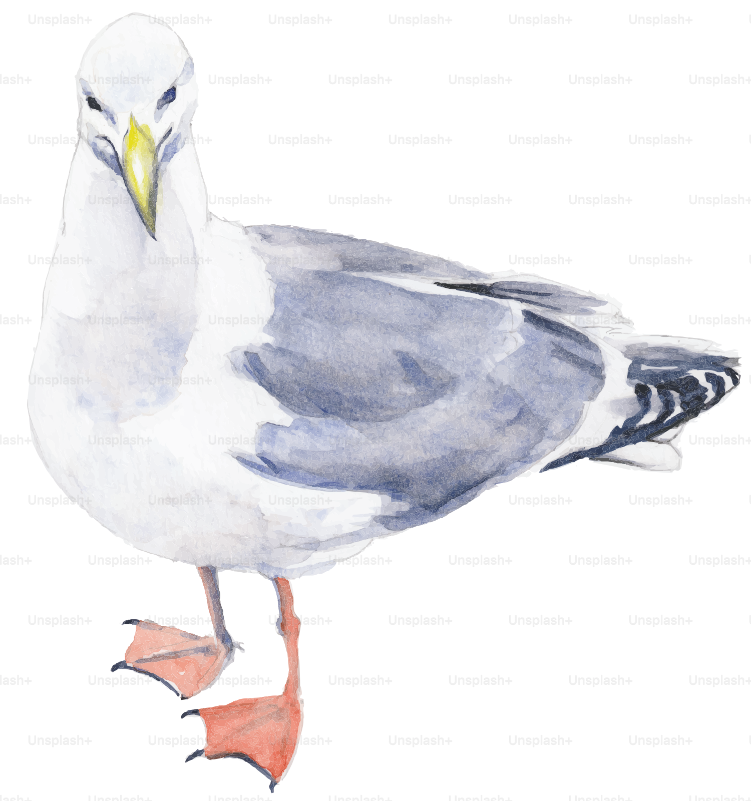 A white and grey seagull with a yellow beak on a plain background