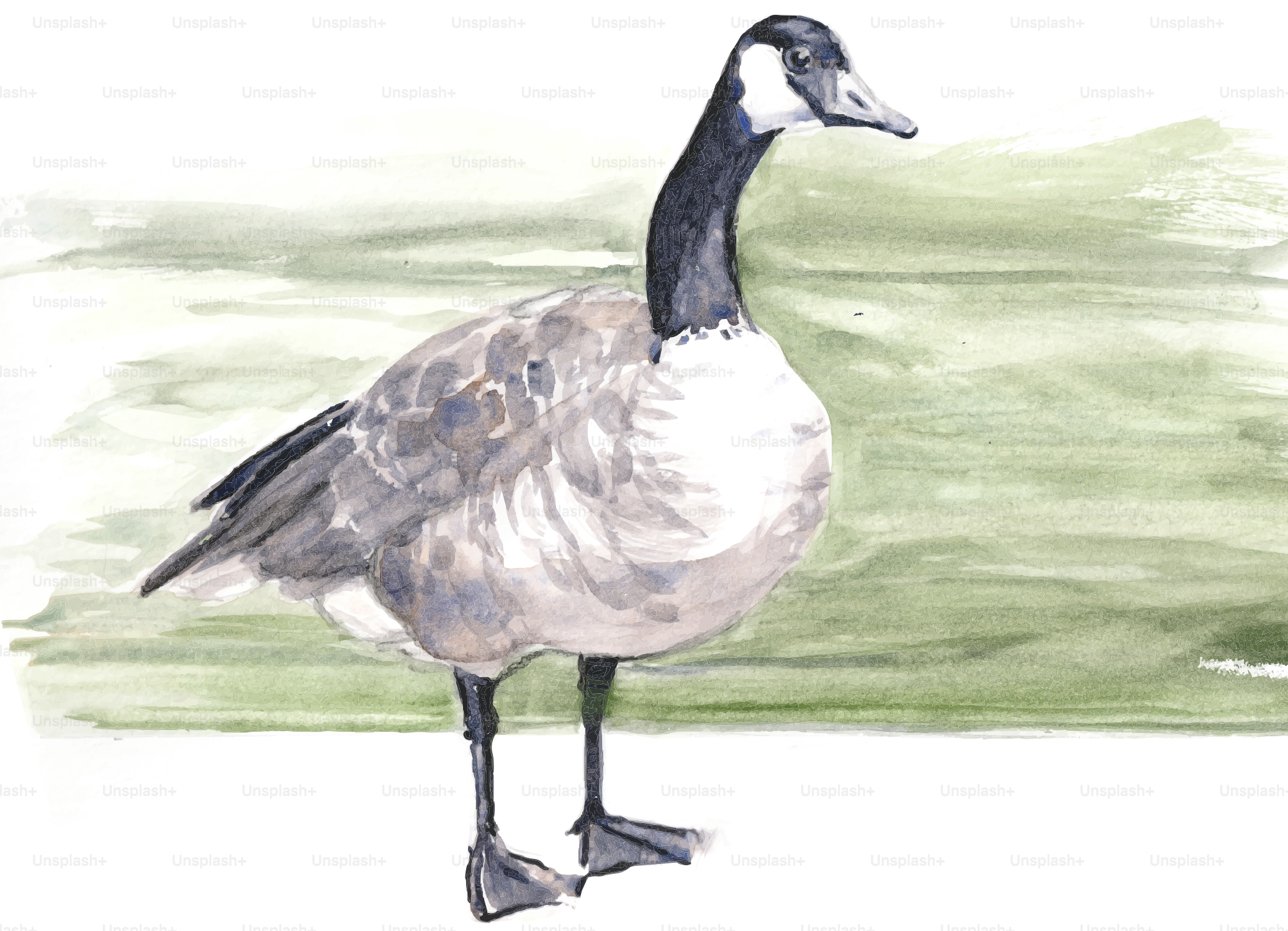 A Canada goose in profile against a soft green and brown watercolor background